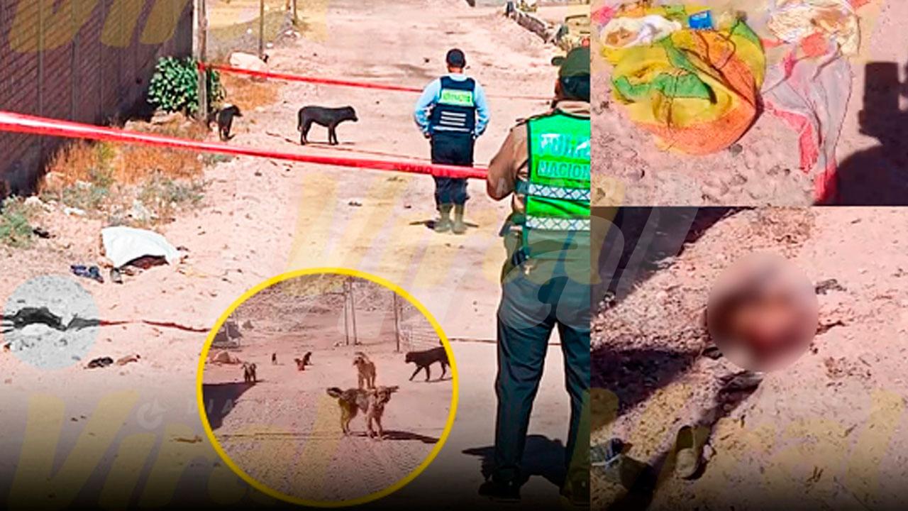 Jauría mata brutalmente a adulta mayor en Cerro Colorado y vecinos denuncian constantes ataques